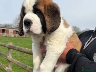 Saint Bernard dogs Last boy left! Over 10kg already !!! - Advert 4