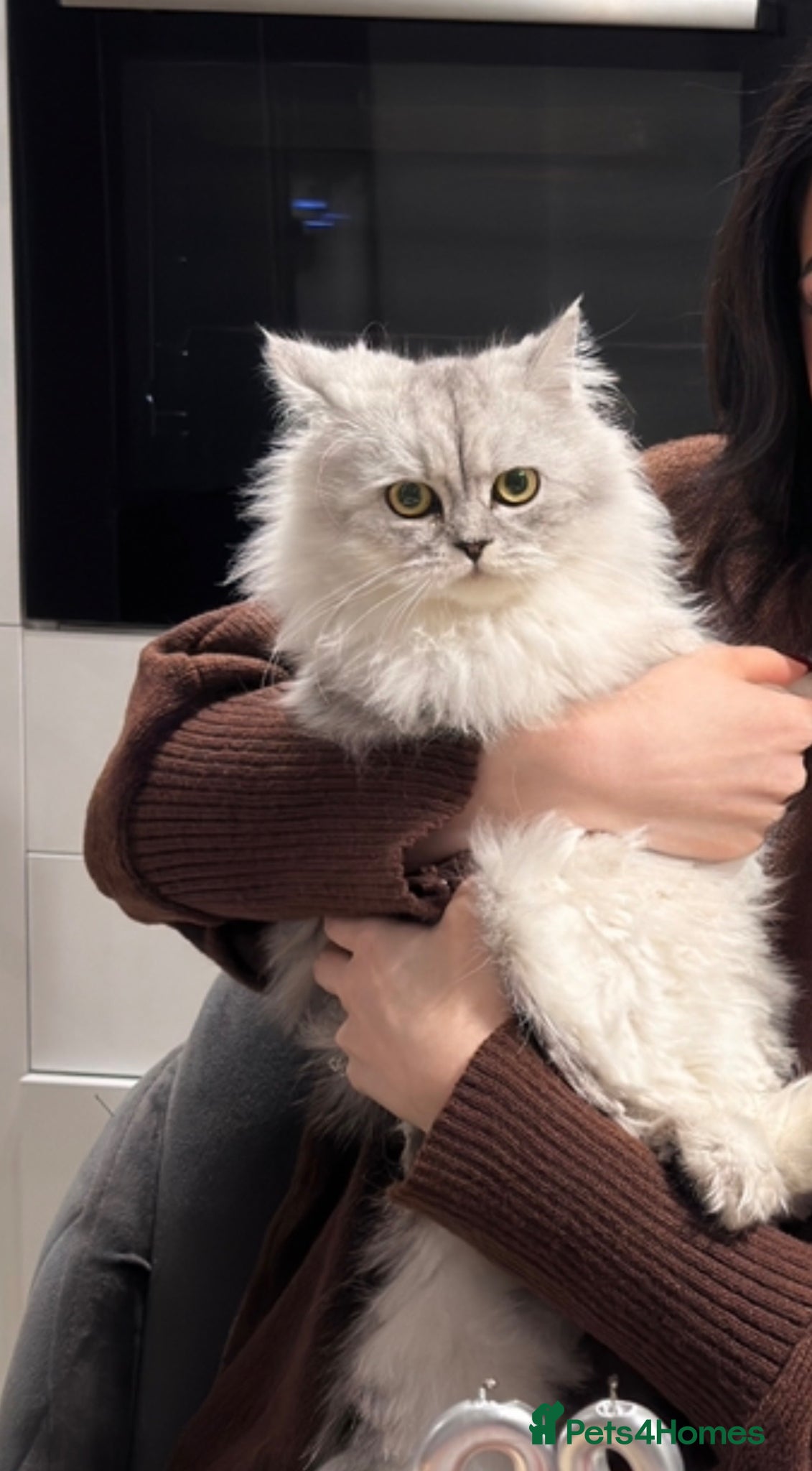 Persian cats Fluffy Persian & Tabby Silver Snow kittens  - Advert 3