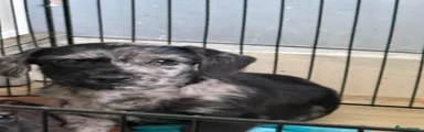 Mixed Breed 1