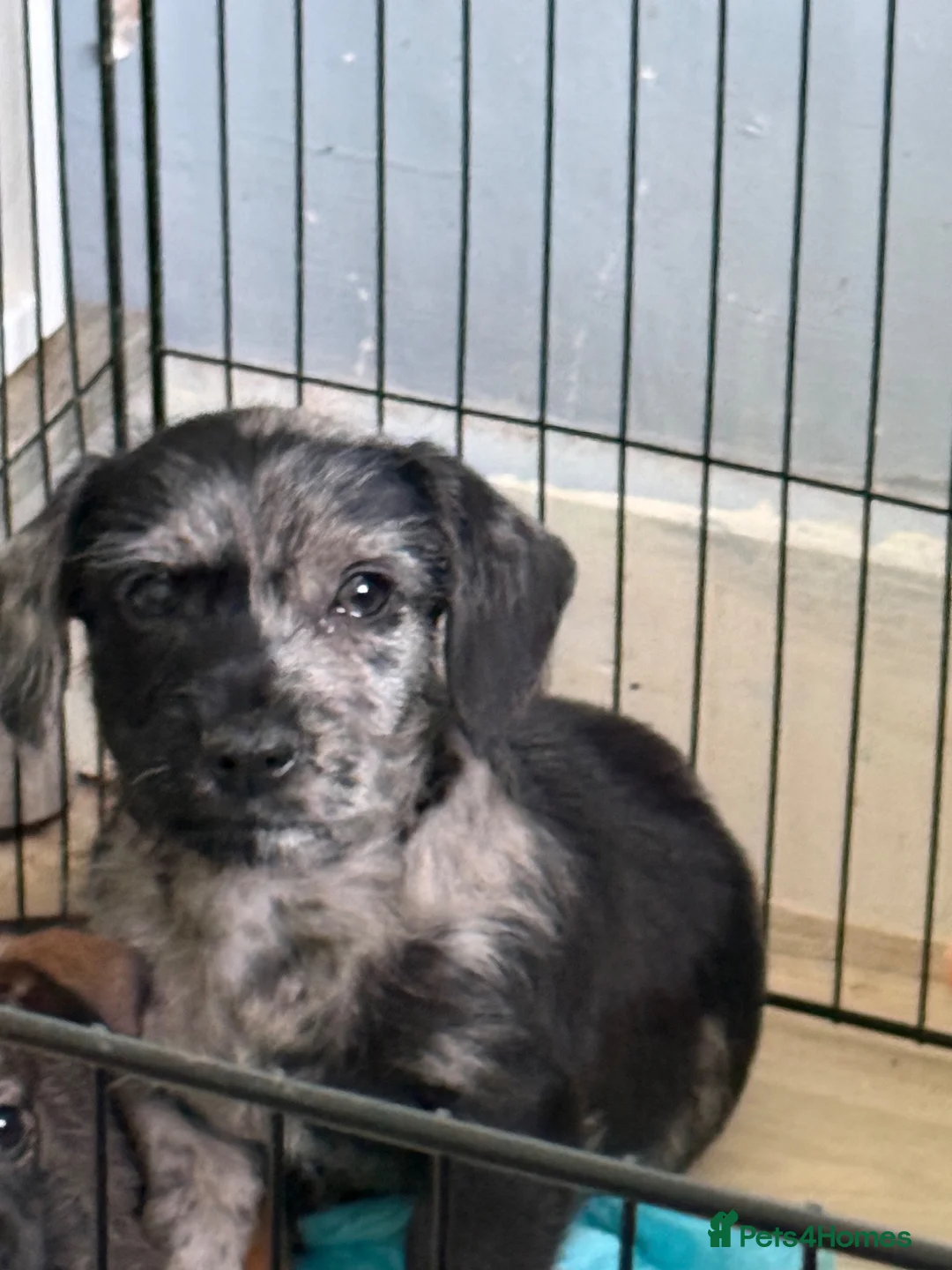 Mixed Breed dogs for sale:     Beautiful Boy Full Of Love & Personality 🖤 - Advert 2