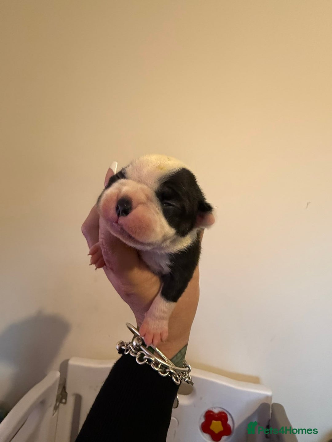 Boston Terrier dogs for sale: Quality Lines KC Registered Boston Terrier Puppies - Advert 7