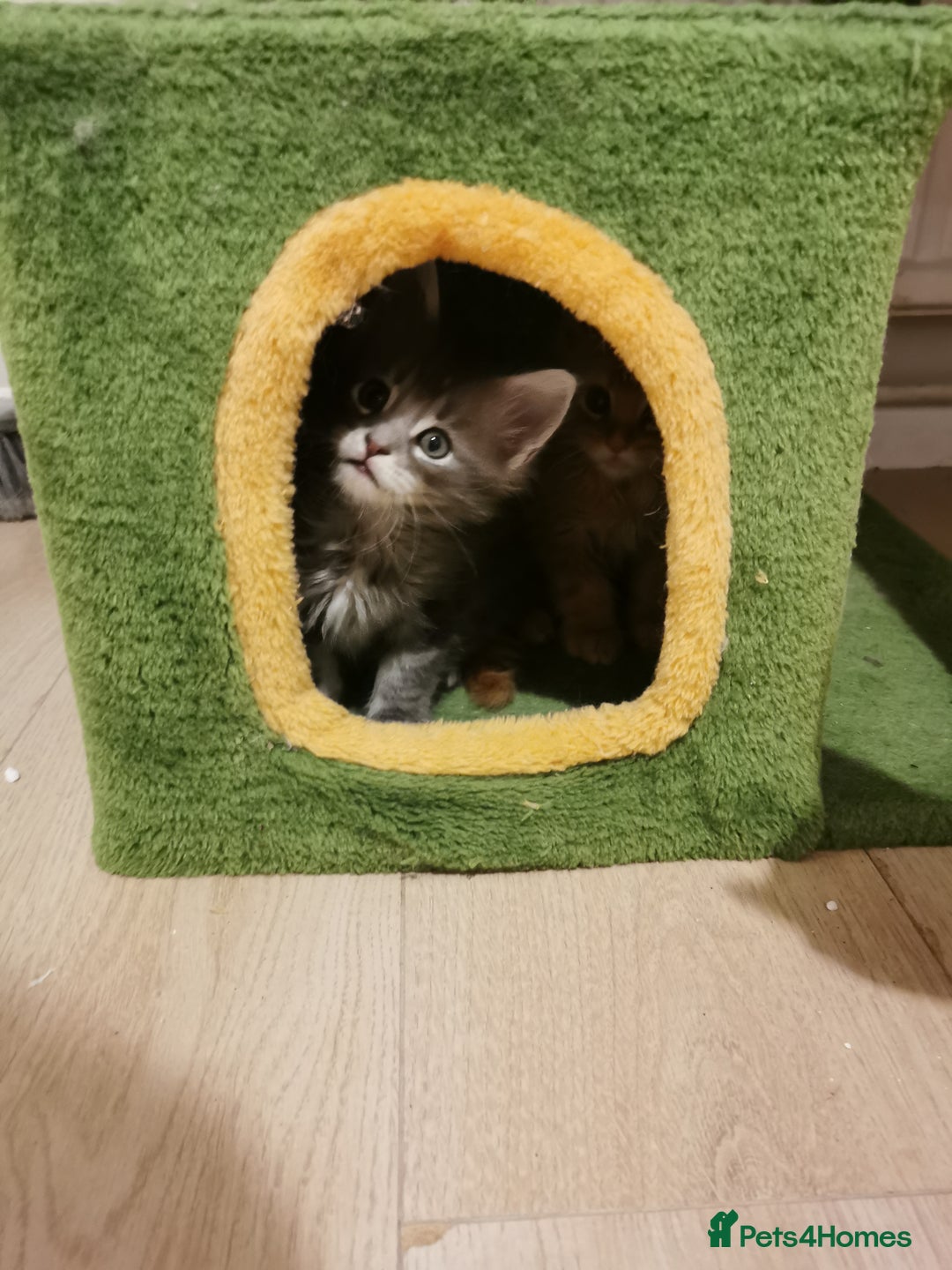 Maine Coon cats for sale: Full pedigree Maine Coon kittens for sale  - Advert 2