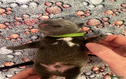 Staffordshire Bull Terrier dogs for sale: Quality Blue Staffies - Image 11