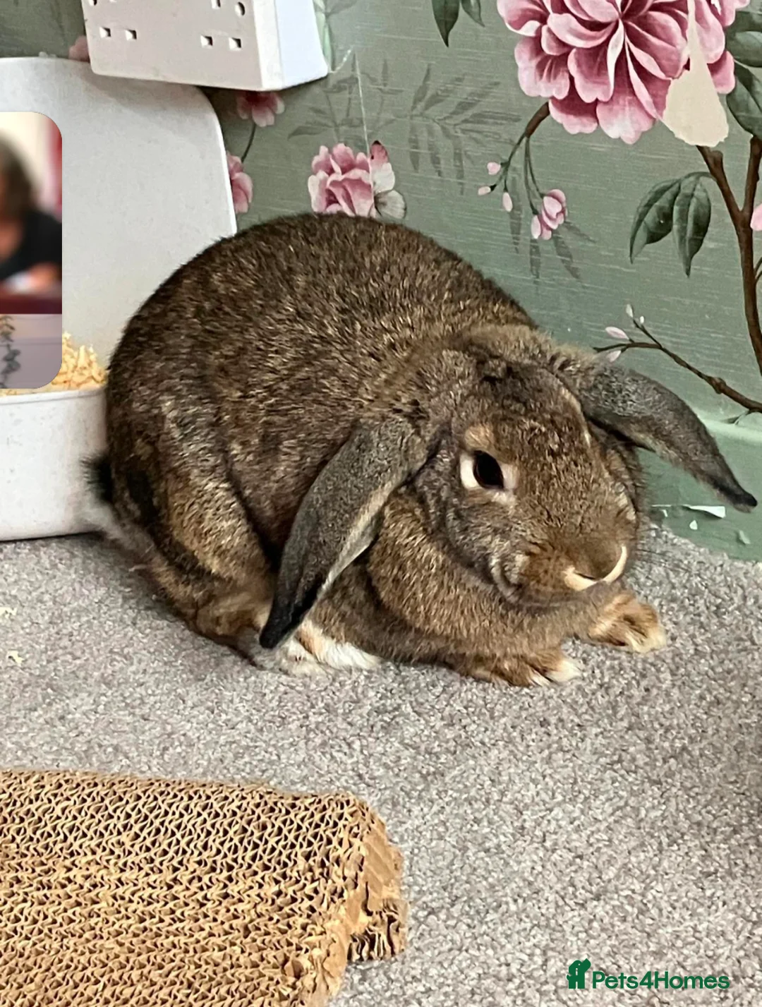 Mixed Breed rabbits for sale: Spayed female  in Bristol - Advert 1