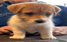 Jack Russell dogs for sale: Pedigree Jack Russell Terriers - Image 32