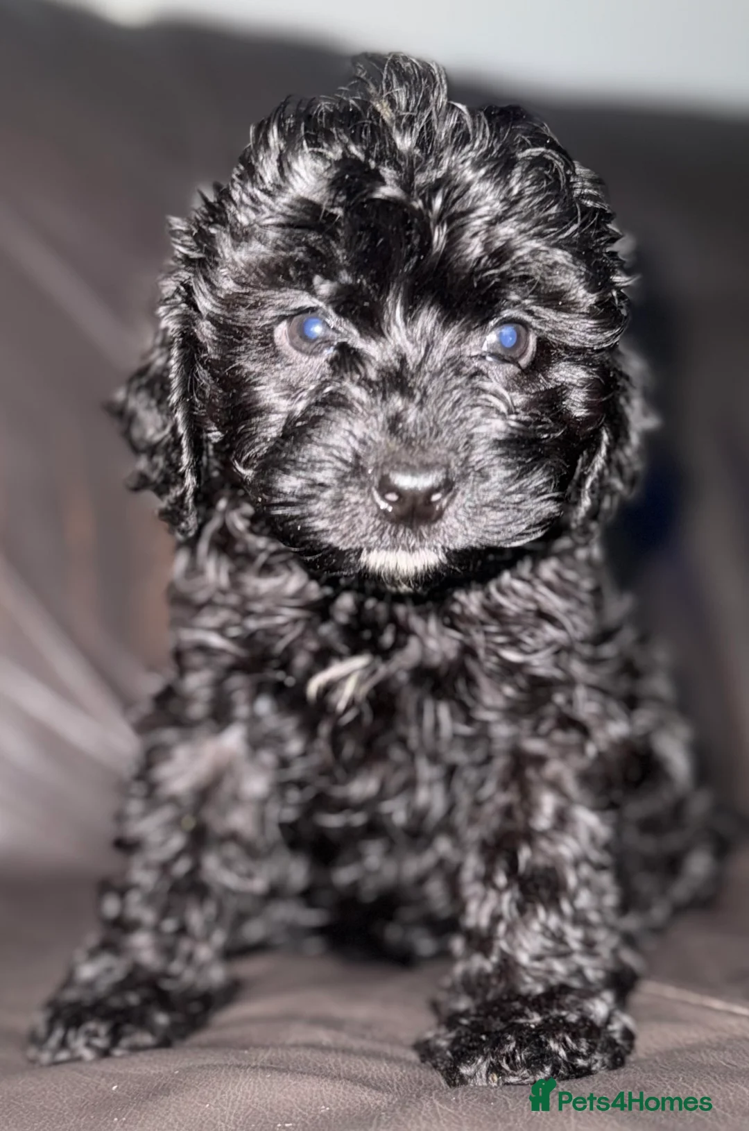 Cockapoo dogs for sale: Beautiful  merle cockapoos  - Advert 22