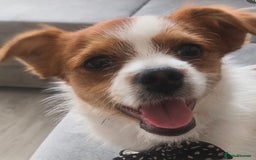 Chorkie dogs for sale: Reggie the chorkie - Image 1