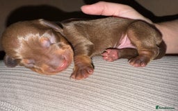 Dachshund dogs for sale: Miniature dachshund puppies  - Image 12