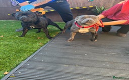 Staffordshire Bull Terrier dogs for stud: STORM FOR STUD in Newton Aycliffe - Image 31