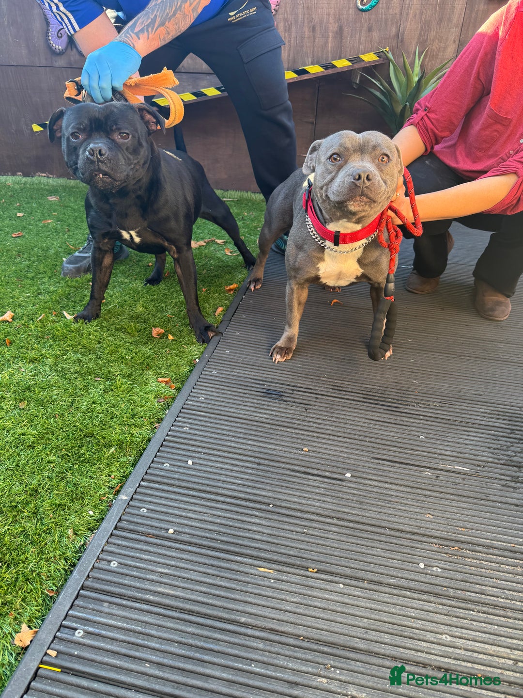 Staffordshire Bull Terrier dogs for stud: STORM FOR STUD in Newton Aycliffe - Image 31