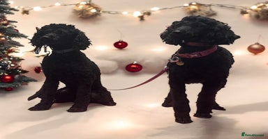 Miniature Poodle dogs - Advert 6