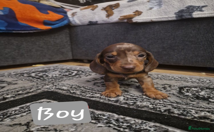 Miniature Dachshund dogs - Advert 16