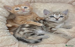Mixed Breed cats for sale: LOVELY KITTENS  - Advert 6