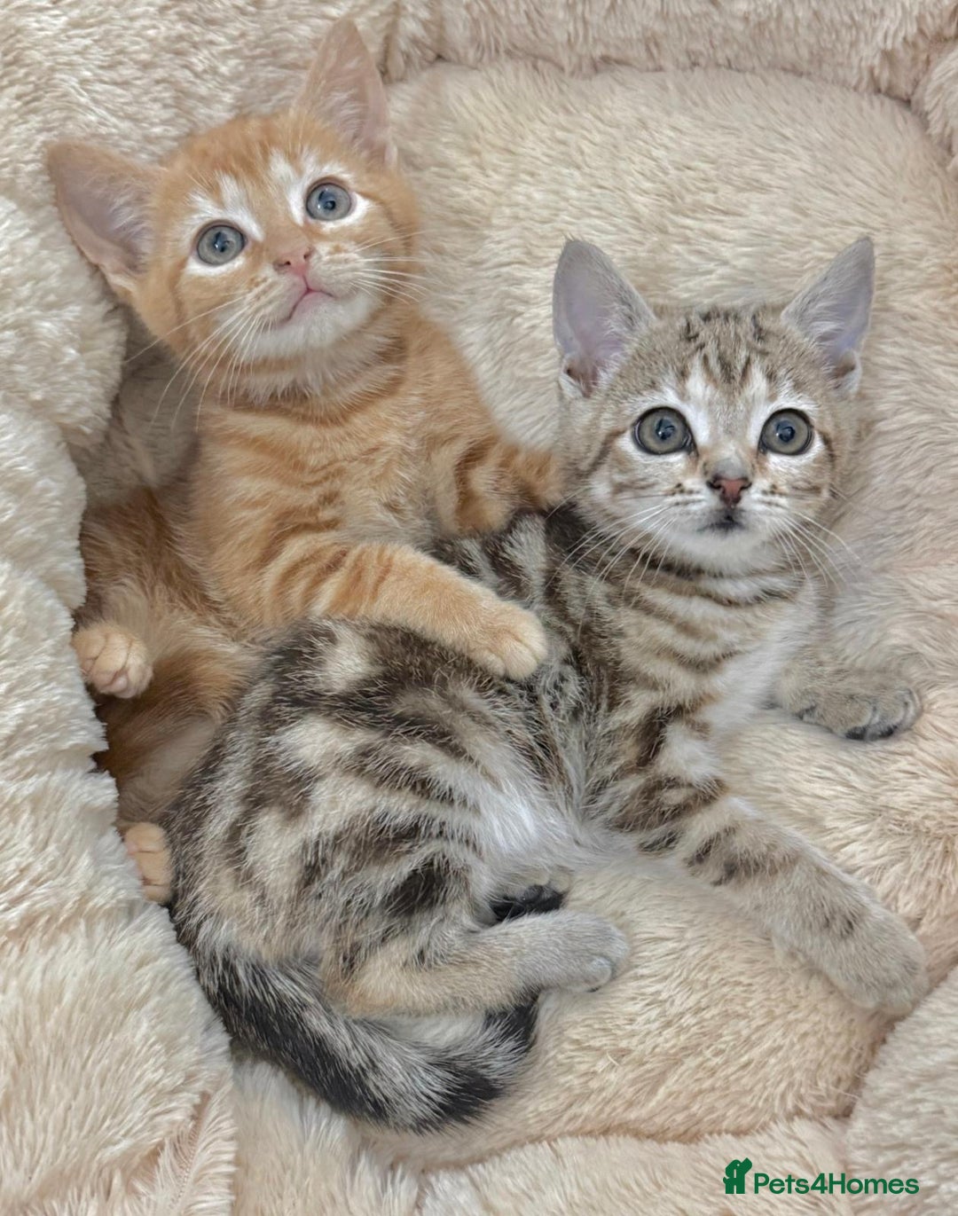 Mixed Breed cats for sale: LOVELY KITTENS  - Advert 6