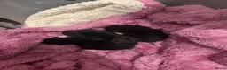 Mixed Breed cats for sale: Mixed Breed Kittens For Sale  in Buckingham - Advert 2