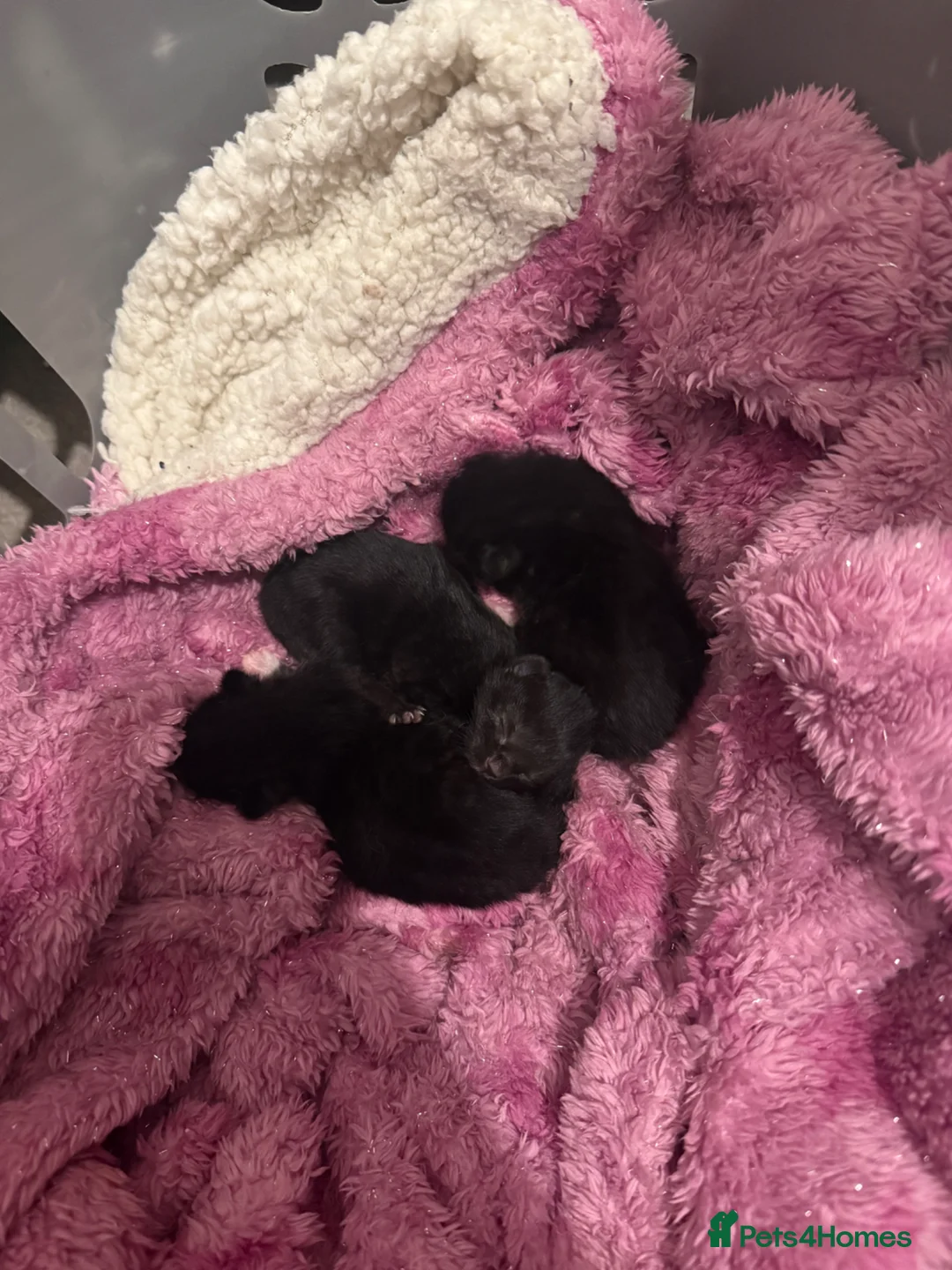 Mixed Breed cats for sale: Mixed Breed Kittens For Sale  in Buckingham - Advert 2