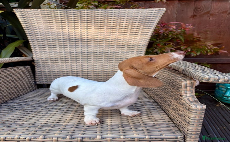 Miniature Dachshund dogs - Advert 3