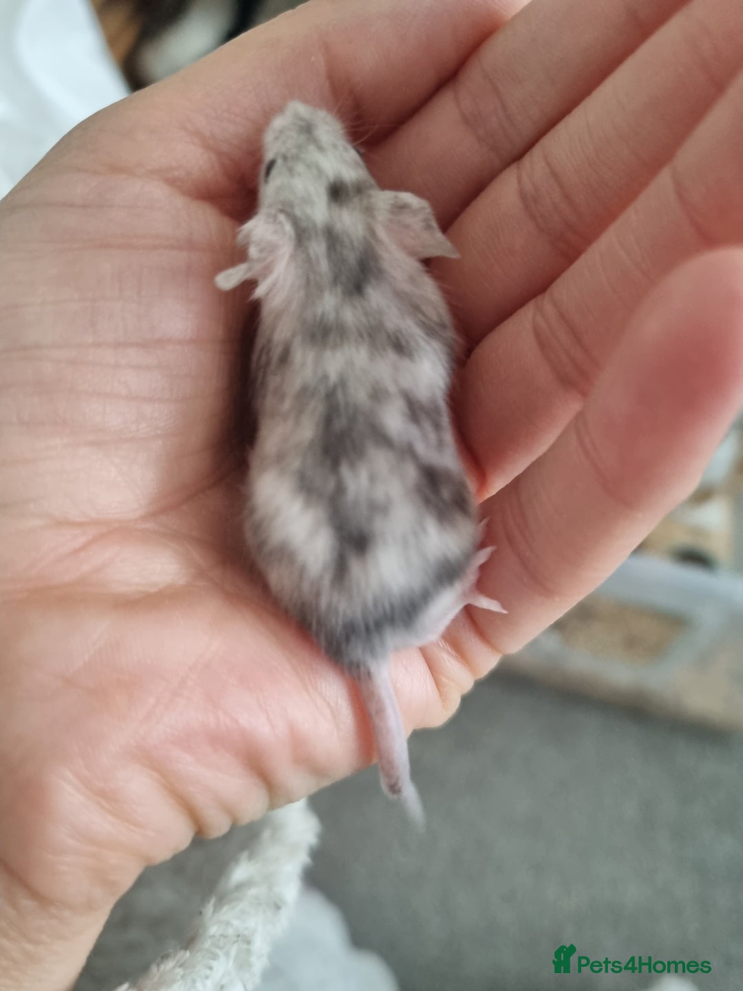 Mouse rodents for sale: Reserved! 1 boy  - Image 5
