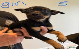 Australian Kelpie dogs for sale: Australian Kelpie puppies  - Image 11