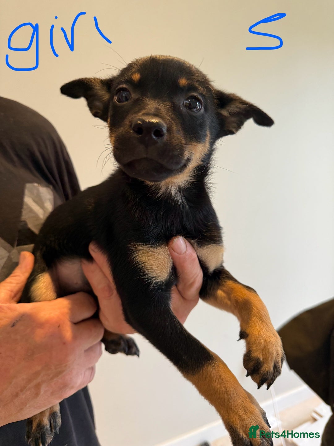 Australian Kelpie dogs for sale: Australian Kelpie puppies  - Image 11
