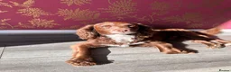 Cocker Spaniel dogs for sale: Phineas - Male Cocker Spaniel - Advert 3