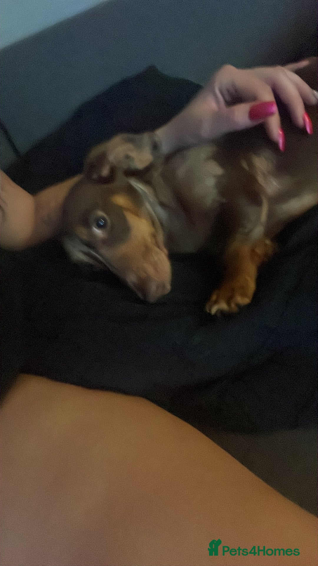 Dachshund dogs for sale: Elvis  - Advert 2