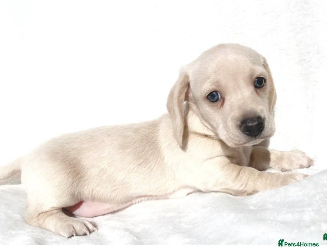 Miniature Dachshund dogs for stud: KC/PRA CLEAR SMALL MINI PROVEN DACHSHUND  in Manchester - Advert 5