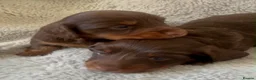 Miniature Dachshund dogs for sale: Kc chocolate long hair babies   in Leigh - Advert 5