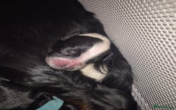 Sprocker dogs for sale: Sprocker Spaniel Puppies  - Image 14