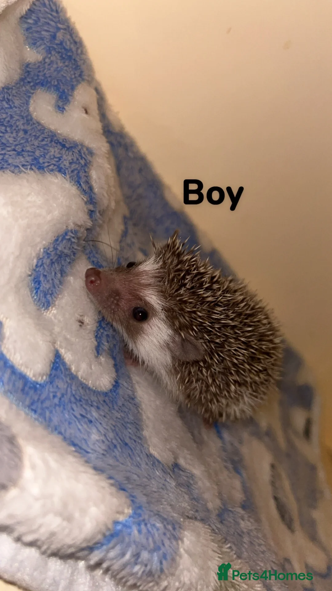 Pygmy Hedgehog rodents for sale: Pygmy hedgehog babies available  - Advert 4