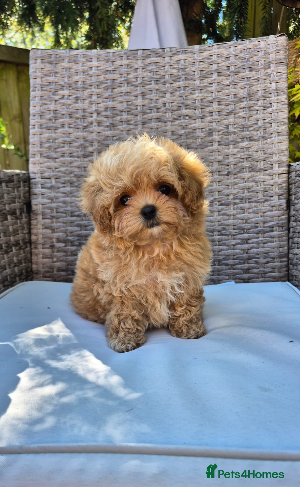 Maltipoo dogs 🐶Amazing Tiny Asian Korean Maltipoo Puppies🐶🦴  - Advert 1