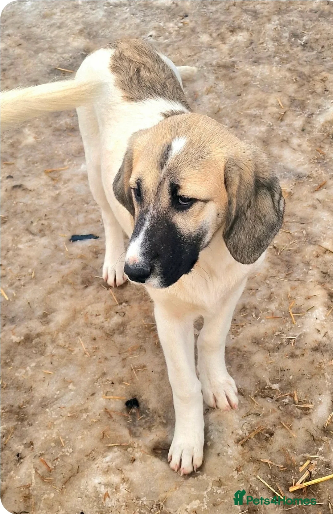 Mixed Breed dogs for adoption: ORLA ( Foster to adopt)  - Advert 3