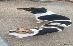 Jack Russell dogs for sale: Miniature Jackrussle  - Image 8