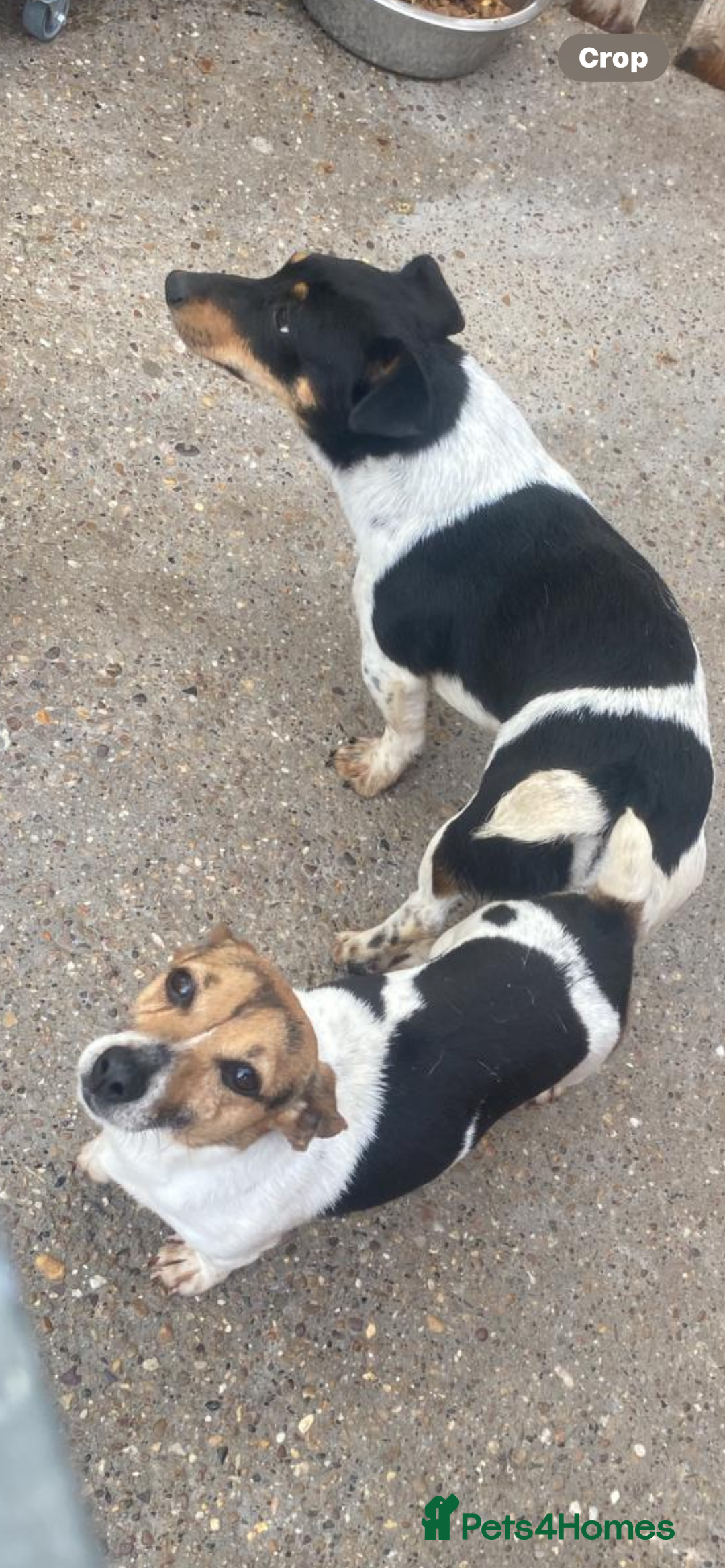 Jack Russell dogs for sale: Miniature Jackrussle  - Image 8