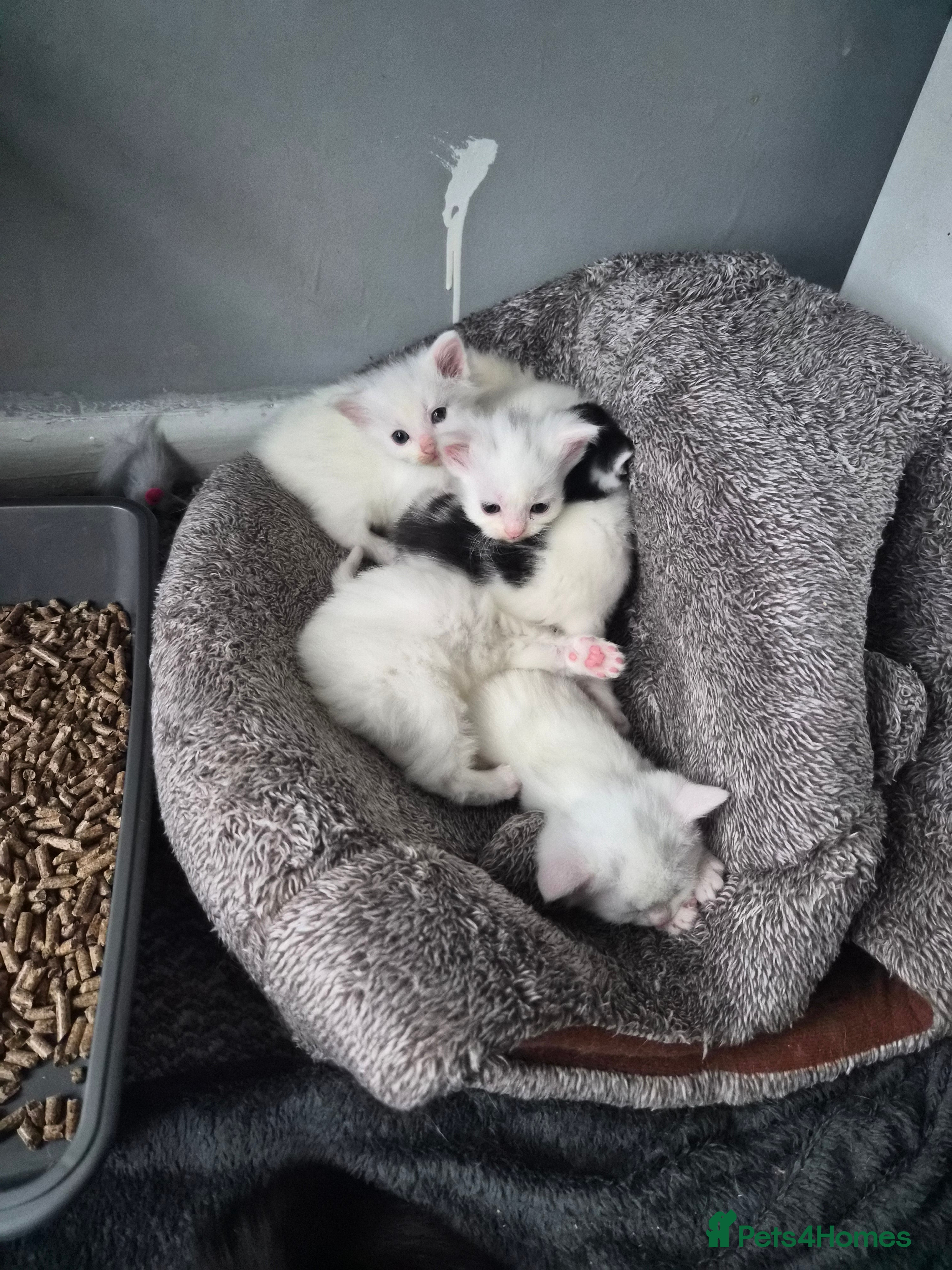 Mixed Breed cats Persian × kittens for sale - Advert 2