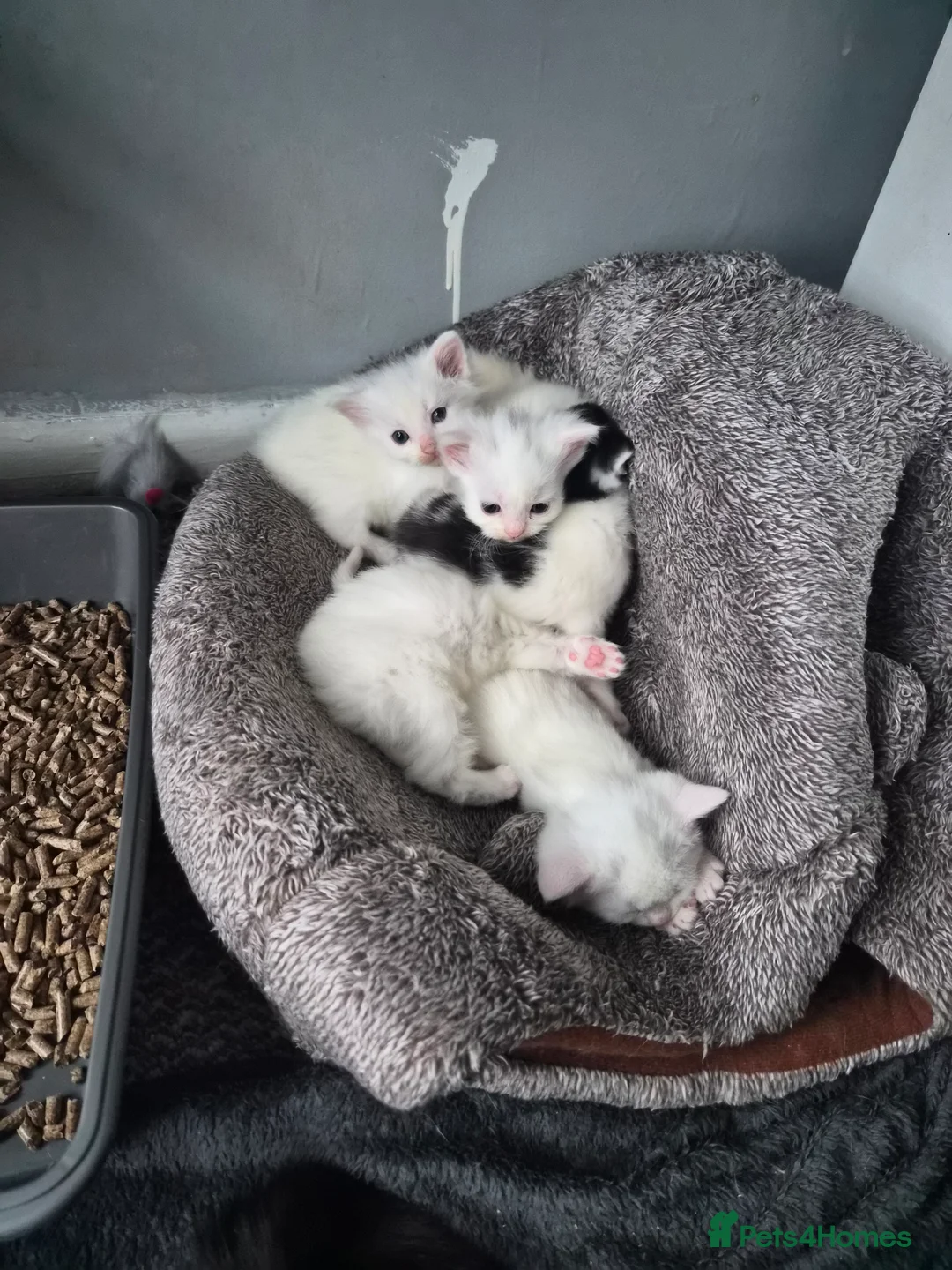 Mixed Breed cats for sale: Persian × kittens for sale - Advert 1