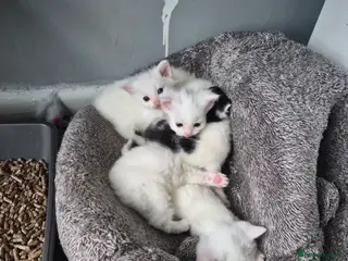 Mixed Breed cats Persian × kittens for sale - Advert 2