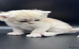 British Shorthair cats for sale: BSH GCCF GOLDEN AND BLUE KITTENS  - Image 25