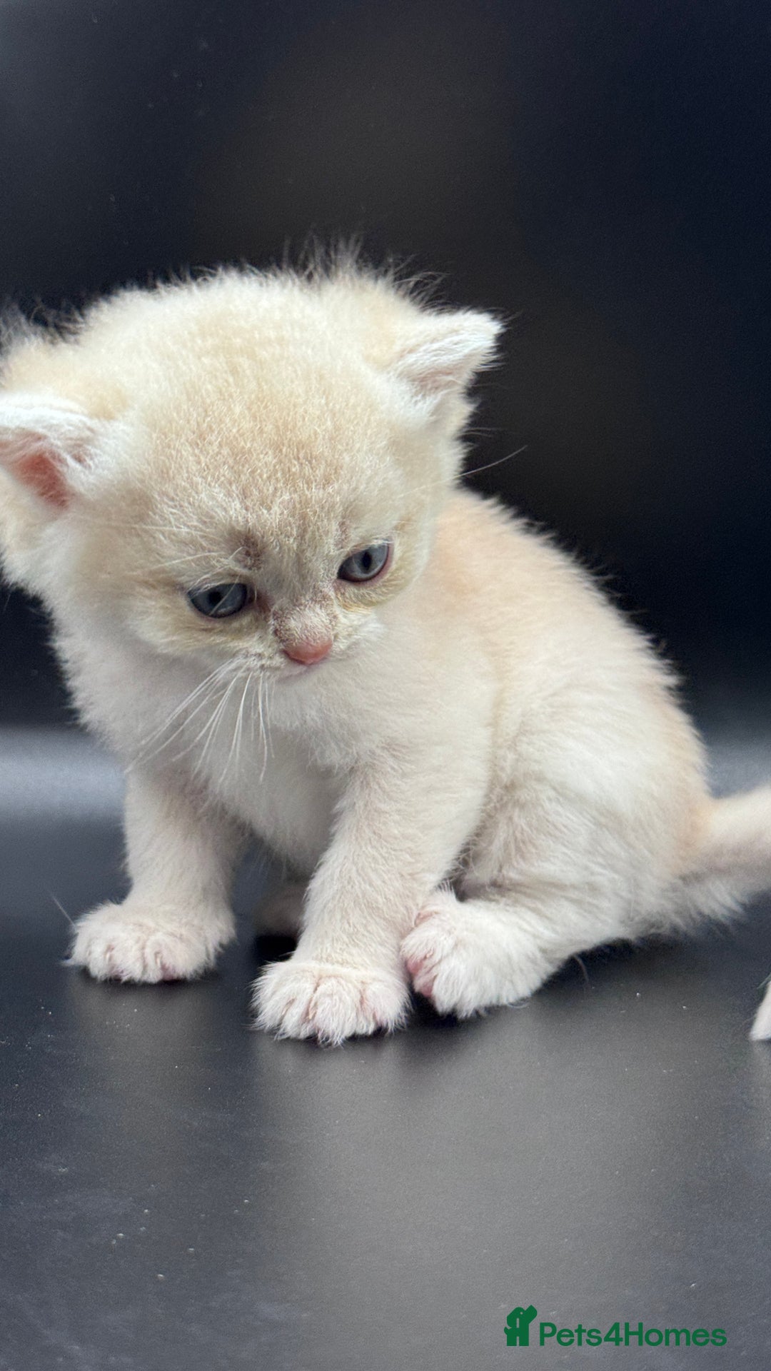 British Shorthair cats for sale: BSH GCCF GOLDEN AND BLUE KITTENS  - Image 25