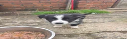 Border Collie dogs for sale: One beautiful boy available boarder collie pups - Advert 5
