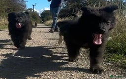 German Shepherd dogs for sale: Ready to go German Shepherd Alsatian puppies - Image 2