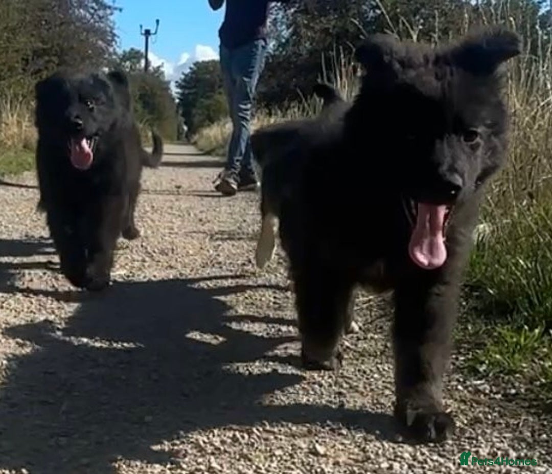 German Shepherd dogs for sale: Ready to go German Shepherd Alsatian puppies - Image 2