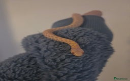 Garter Snake reptiles for sale: Albino Checkered Garter Snakes Price Reduced  - Image 5