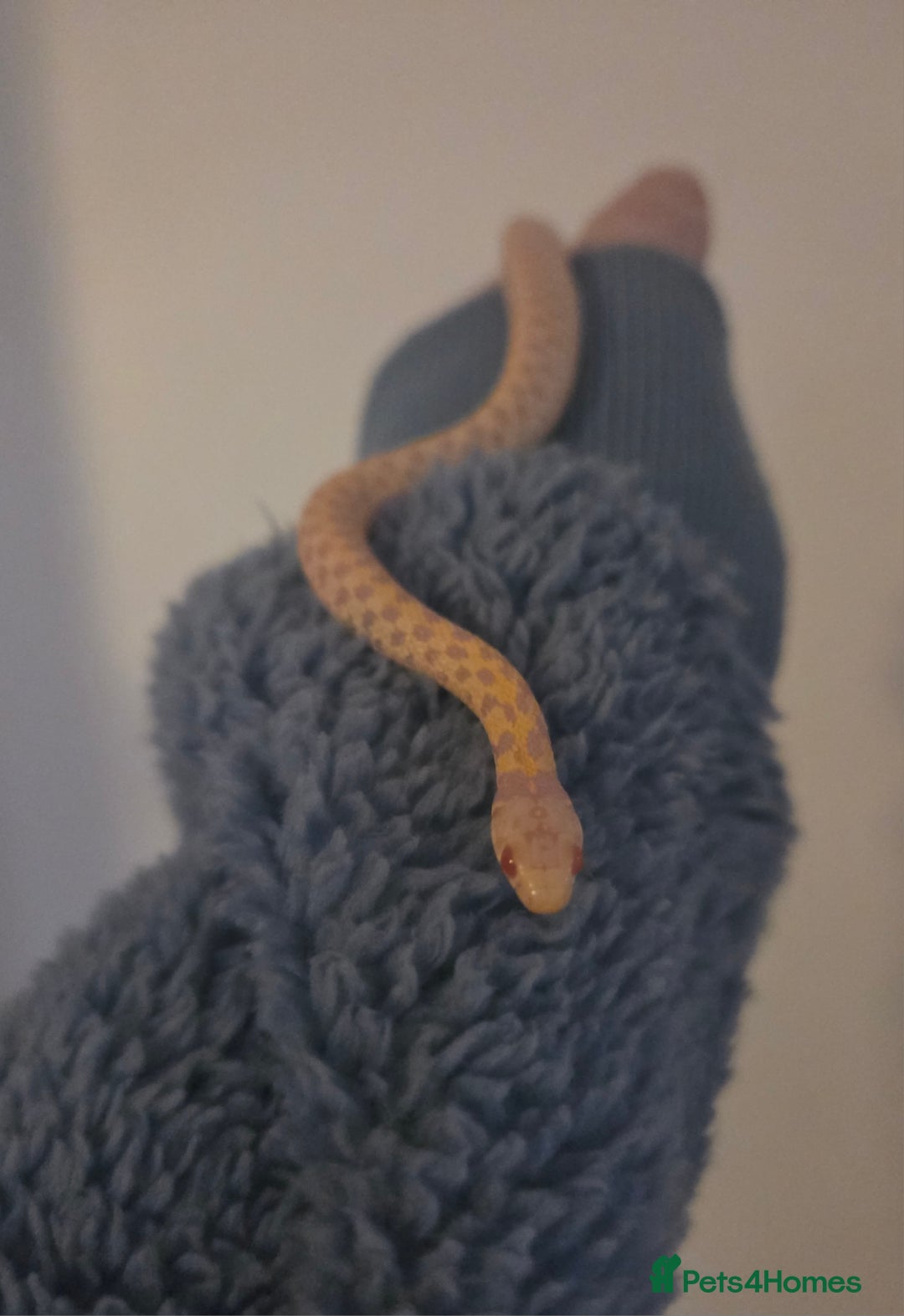 Garter Snake reptiles for sale: Albino Checkered Garter Snakes Price Reduced  - Image 5