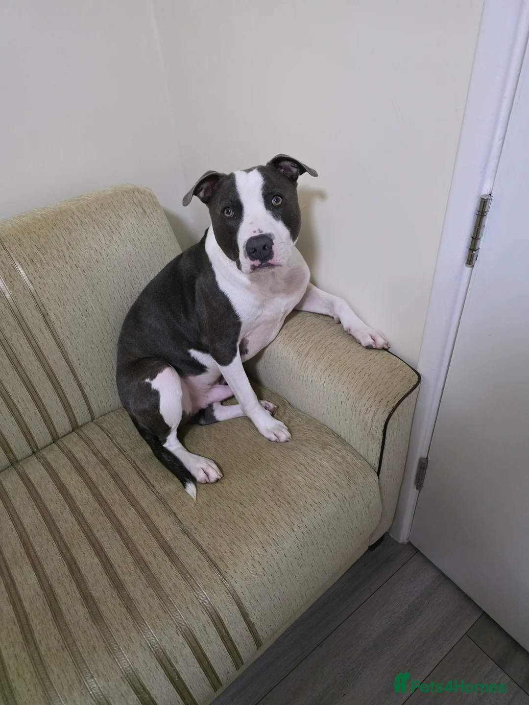 Mixed Breed dogs for sale: 2 year old Staffy x Pit Rocky. Needs loving home. - Advert 2