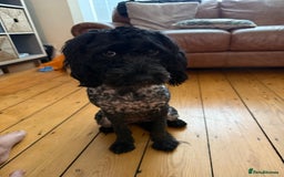 Sproodle dogs for sale: Sproodle  - Image 2