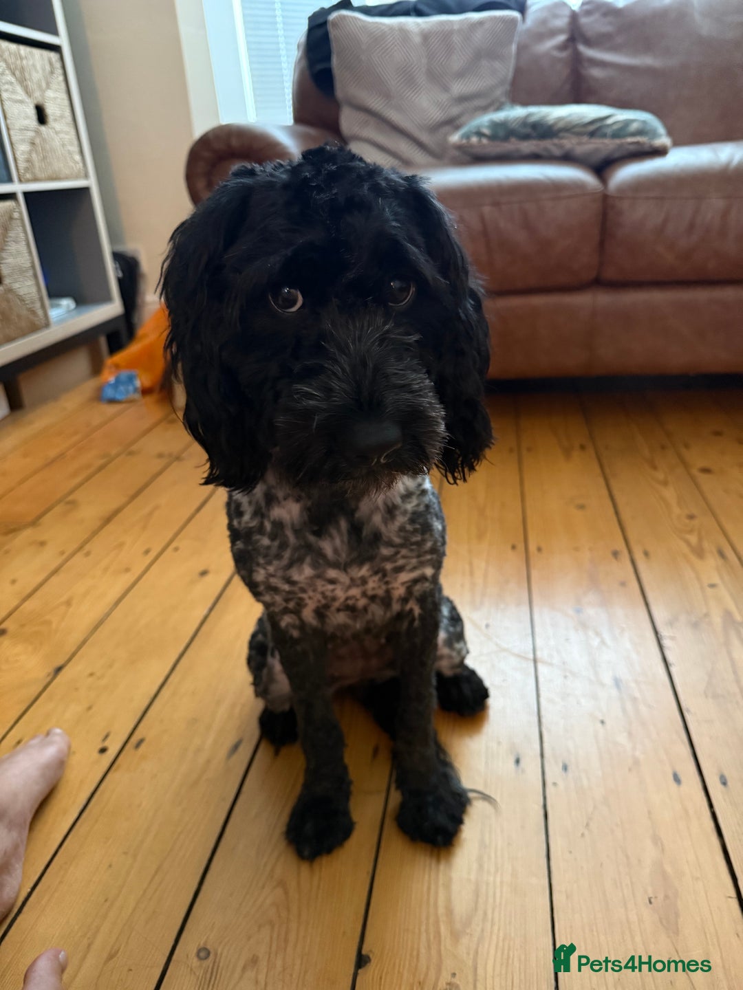 Sproodle dogs for sale: Sproodle  - Image 2