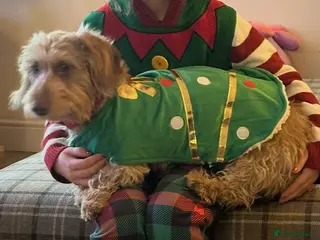 Dachshund dogs Miniature Silky Dachshund - Advert 18