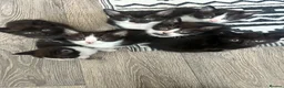 Mixed Breed cats for sale: Kittens rehoming  - Advert 5