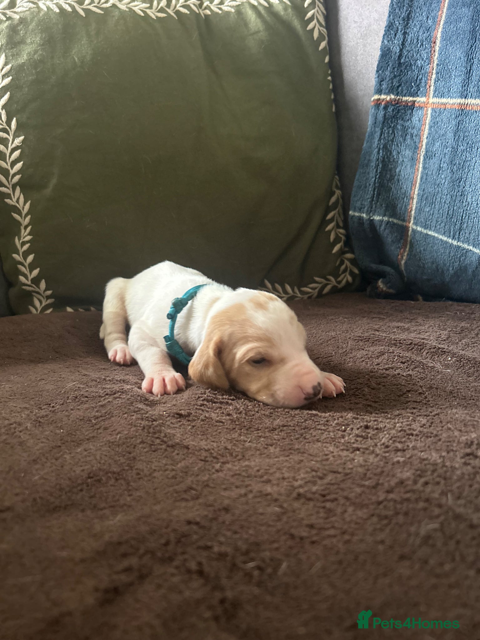 Light Blue Collar Girl